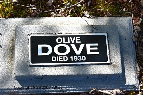 Olive Dove