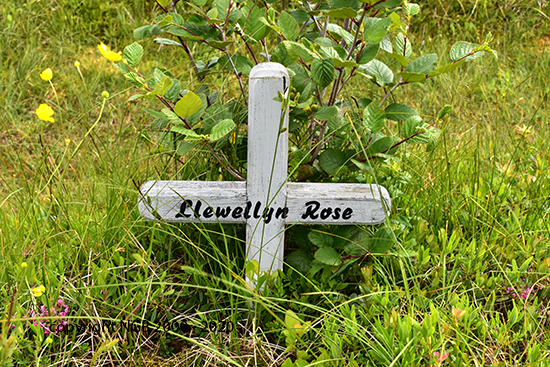 Llewellyn Rose