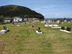 VIEW OF CEMETERY