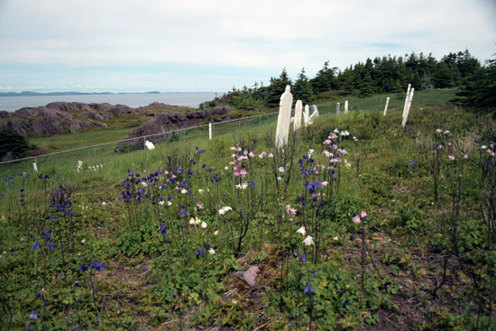 View of Tickle Cove Cemetery