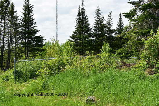 View of Cemetery