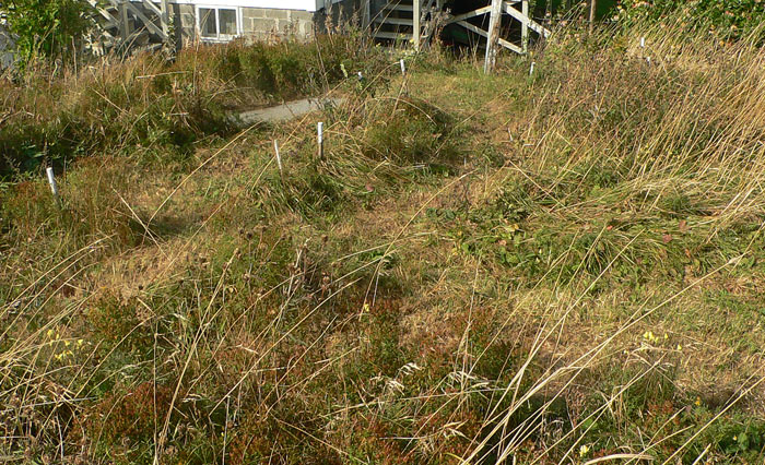 Daw family Plot #2 - Ship's Cove, Port de Grave