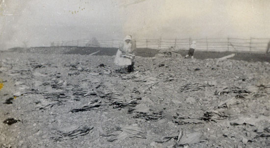 Drying Fish