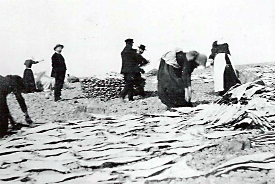 Fish Drying in Grand Bank