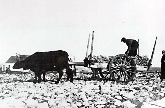 Fish Drying in Grand Bank