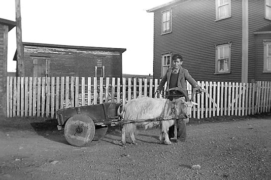 Newfoundland Cart in Fortune